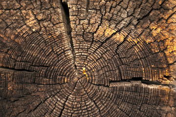 texture of dark wood. natural background.