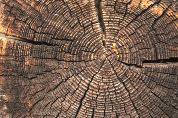 texture of dark wood. natural background.