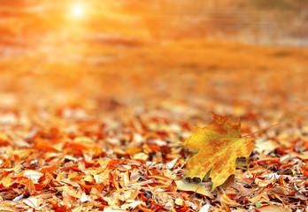 dry leaves fall in autumn