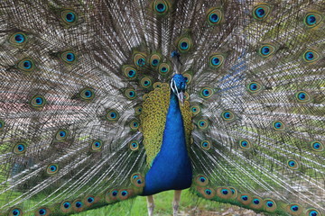 Obraz premium インドクジャク