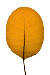 Cotinus coggygria