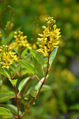 Thryallis are blooming with little golden flower