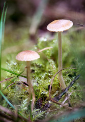kleine Pilze in einer Gruppe im Moos