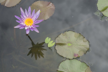 Purple lotus flower
