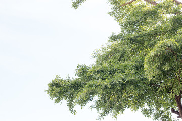 group of green leaf and sky,cloud and blue sky,green leaf from garden,green leaf make oxygen
