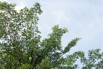 group of green leaf and sky,cloud and blue sky,green leaf from garden,green leaf make oxygen