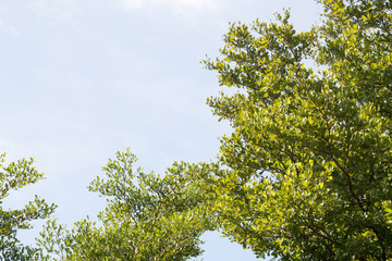 group of green leaf and sky,cloud and blue sky,green leaf from garden,green leaf make oxygen
