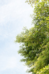 group of green leaf and sky,cloud and blue sky,green leaf from garden,green leaf make oxygen
