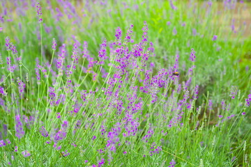 Naklejka premium ラベンダー