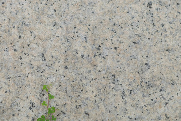 Fresh spring grass on stone background