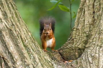 Red Squirrel in Tree