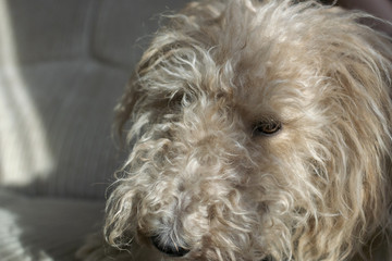 Грустная собака