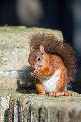 Red Squirrel on Wall