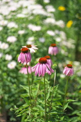 ムラサキバレンギク