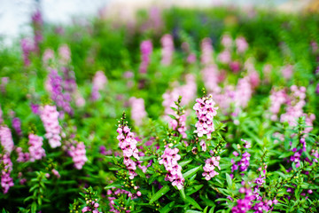 Pink and Purple Angelonia flower in garden