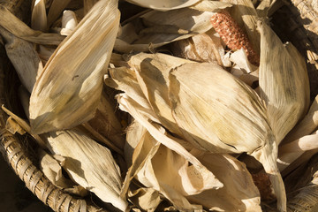 Close up of dry corn leaves