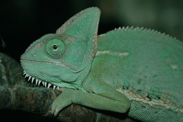Chameleon