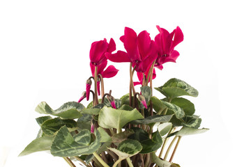 Red Cyclamen on a White Background
