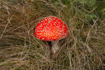 Red fly agaric surrounded by grass. Nature