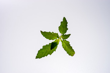 Holy Basil Ocimum sanctum isolate on white background