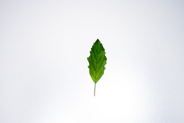 Holy Basil Ocimum sanctum isolate on white background