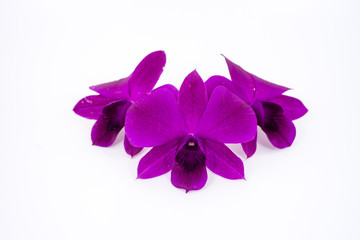 Purple orchids on white background