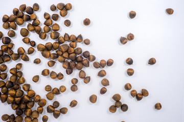 Roasted seeds of Lithocarpus fruit on white background