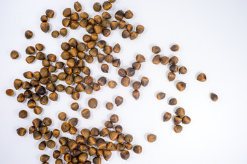 Roasted seeds of Lithocarpus fruit on white background