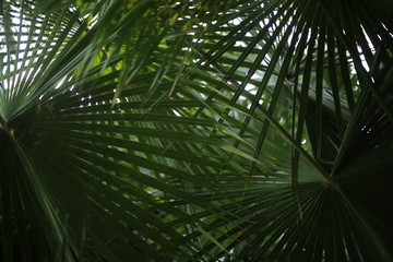 Obraz na płótnie Canvas Palm Leaves