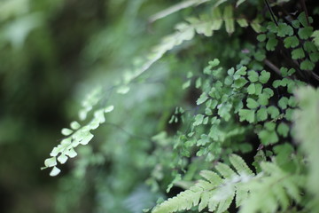 Maidenhair Fern