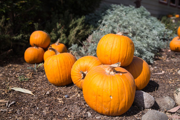 Colorful,variety of pumpkin yard farm ready for carving Jack O L