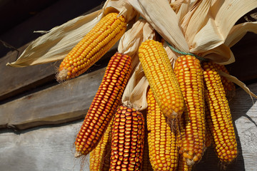 Dried corn cobs hanging on the string