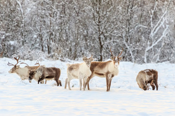 Naklejka premium Reindeers