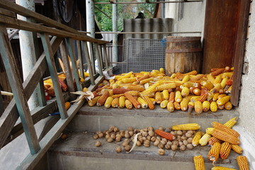 Shakes corn and nuts