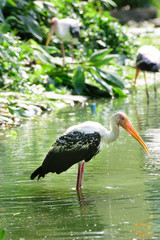 Lesser adjutant stork in its habitat