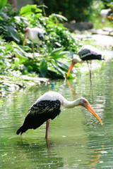 Lesser adjutant stork in its habitat