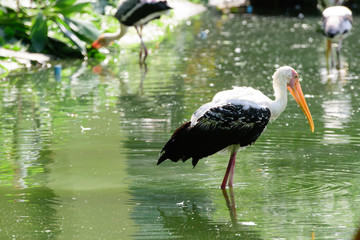 Lesser adjutant stork in its habitat