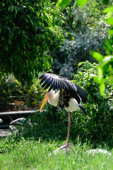 Lesser adjutant stork in its habitat