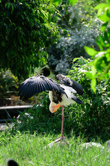 Lesser adjutant stork in its habitat
