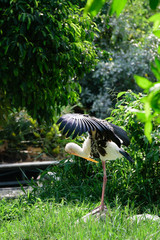 Lesser adjutant stork in its habitat