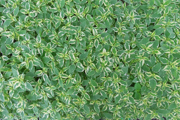 Green leaves background, selective focus