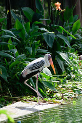 Lesser adjutant stork in its habitat