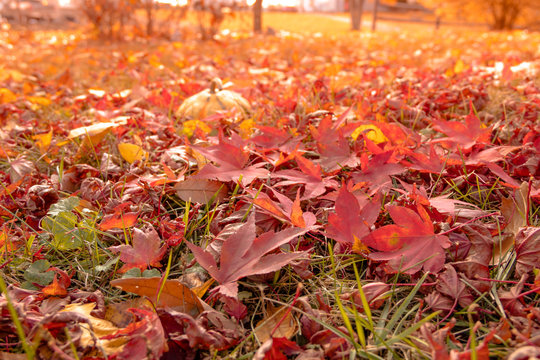 Colorful red maple leaves and oak leaves lie on the ground with back sunlight shining through in Autumn