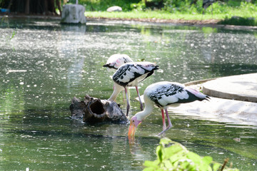 Lesser adjutant stork in its habitat