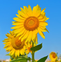 Obraz premium Sunflowers