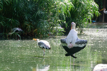 Lesser adjutant stork in its habitat