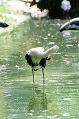 Lesser adjutant stork in its habitat