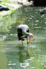 Lesser adjutant stork in its habitat