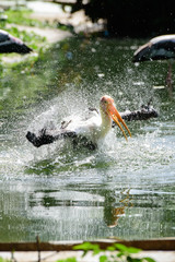 Lesser adjutant stork in its habitat