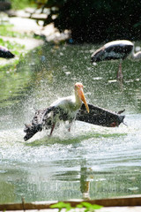 Lesser adjutant stork in its habitat